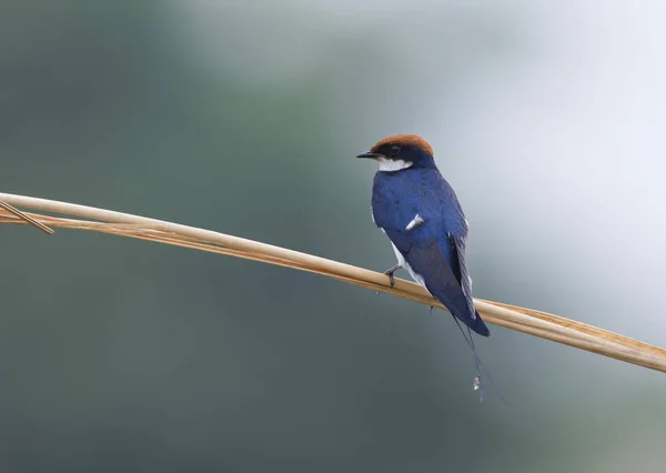 Wire tailed sväljer — Stockfoto