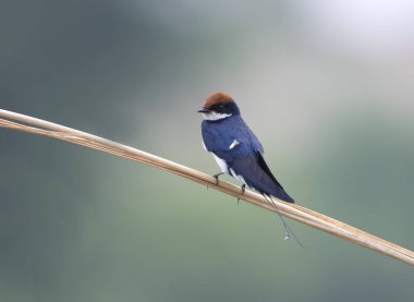 Wire tailed Swallow clipart