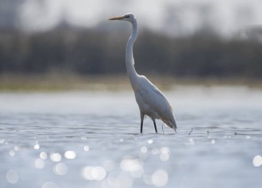 Büyük Egret (ardea alba) 
