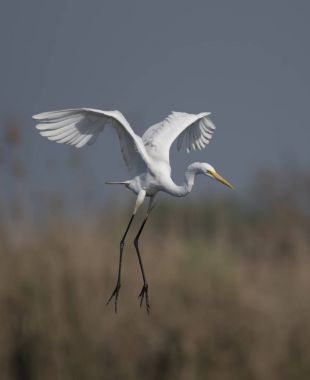 The great Egret landing clipart