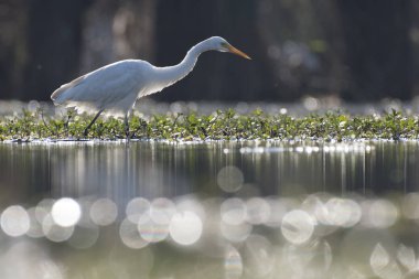 The Egret looking for fish clipart