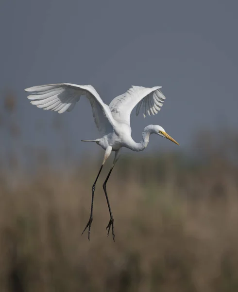 O grande desembarque de Egret — Fotografia de Stock