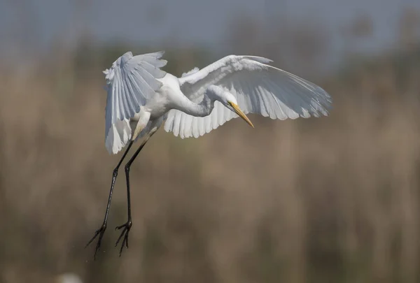 De grote zilverreiger vliegen — Stockfoto