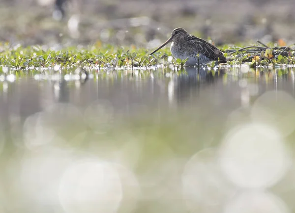 O snipe comum — Fotografia de Stock