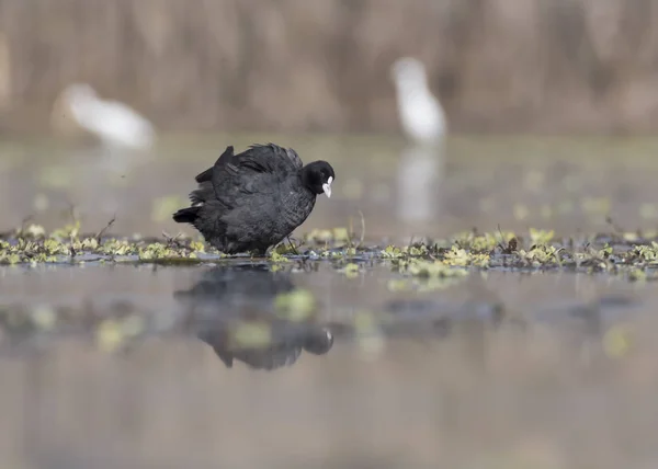 Nákoleníky hejna (Fulica atra) — Stock fotografie