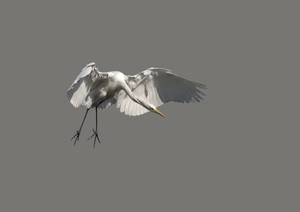Great Egret flying — Stock Photo, Image