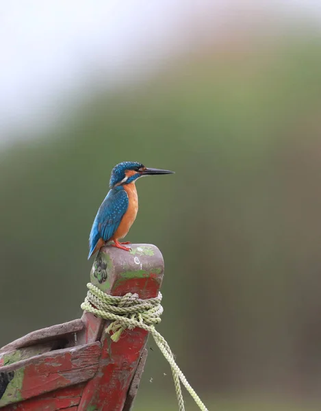 El pescador real común — Foto de Stock