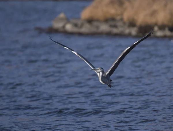 Garça Cinzenta Ardea Cinerea — Fotografia de Stock