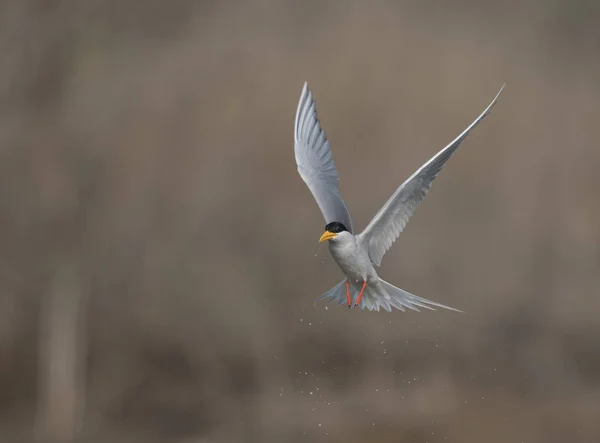 O rio tern — Fotografia de Stock