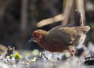 Kırmızı göğüslü sutavuğu