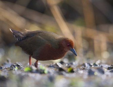 Kırmızı göğüslü sutavuğu