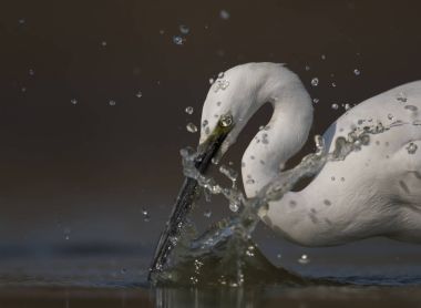 Küçük ak balıkçıl 