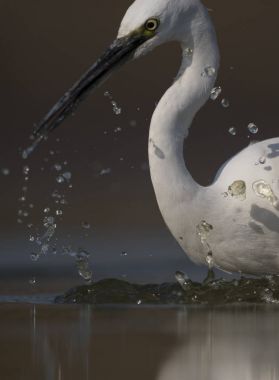 Küçük ak balıkçıl 