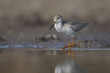 Ortak redshank (Tringa totanus)