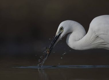 Balık ile küçük ak balıkçıl