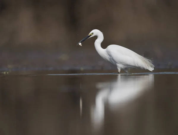 Pequeno Egret com peixe — Fotografia de Stock