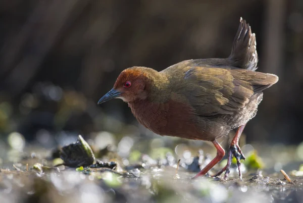 Crake Радді грудьми — стокове фото