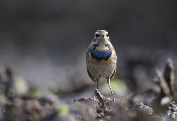 Krásný pták Slavík modráček — Stock fotografie