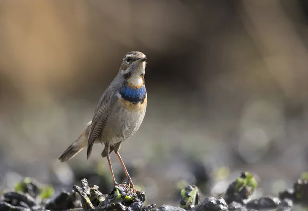 Bel oiseau Bluethroat — Photo