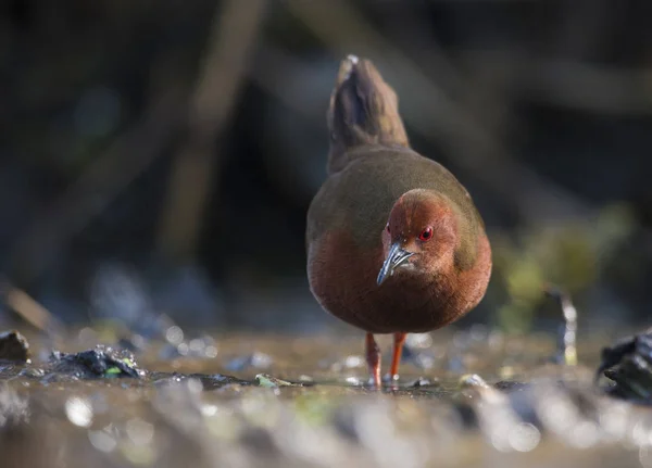 Ruddy-breasted crake — Stock Photo, Image