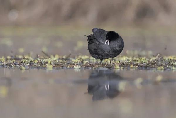 Lyska (Fulica) — Stock fotografie