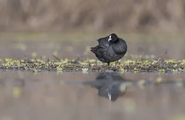 The Coot (Fulica) — Stock Photo, Image
