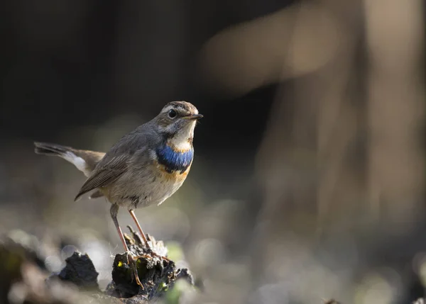 Bel oiseau Bluethroat — Photo