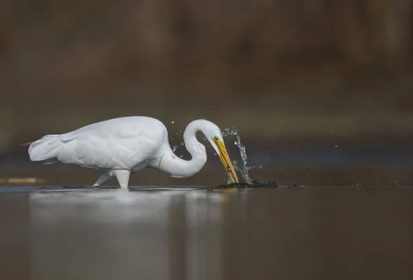 La grande aigrette blanche Pêche — Photo