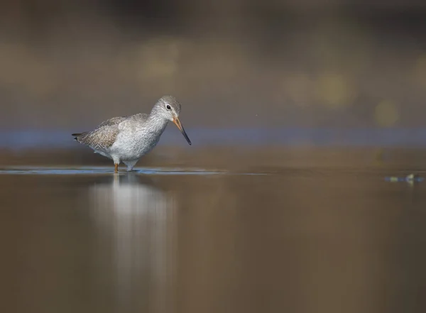 Обыкновенный краснононогий (Tringa totanus ) — стоковое фото