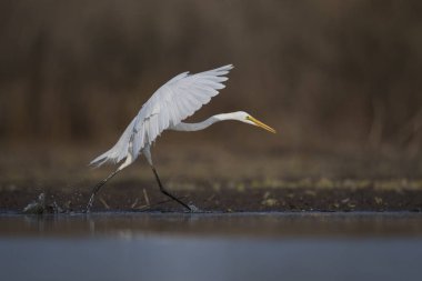 büyük beyaz ak balıkçıl