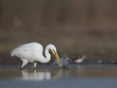Büyük beyaz ak balıkçıl Balık tutma