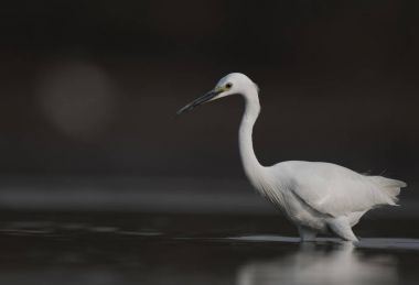 Balık ile küçük ak balıkçıl