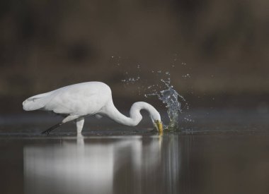 büyük beyaz ak balıkçıl