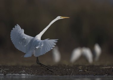 Büyük beyaz ak balıkçıl açılış bataklık içinde