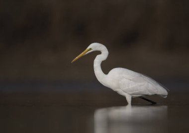 büyük beyaz ak balıkçıl