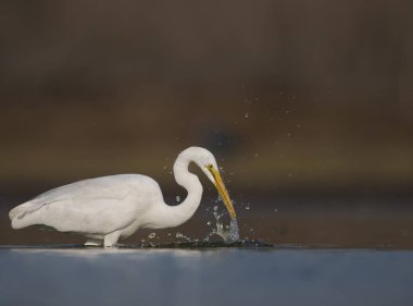 büyük beyaz ak balıkçıl