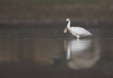 Kaşıkçı (kuş) balıkçılık sabah