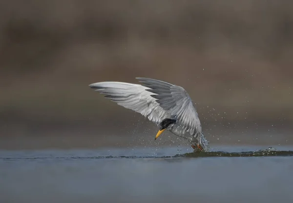 O rio tern — Fotografia de Stock