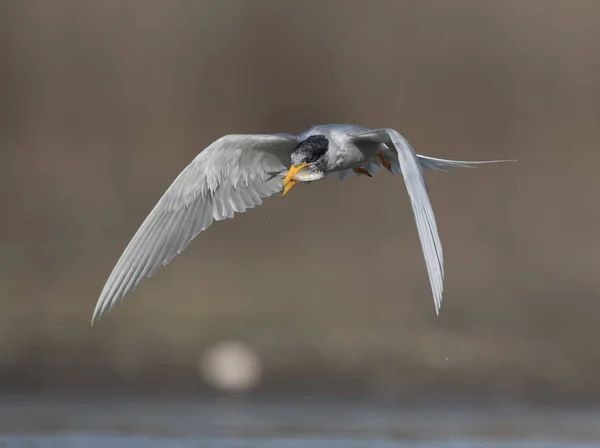 O rio tern — Fotografia de Stock