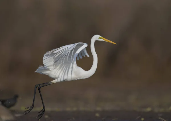 O Grande Egret Branco decolando — Fotografia de Stock