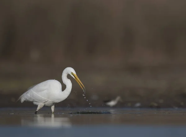 The Great White Egret Hunting — Stock Photo, Image