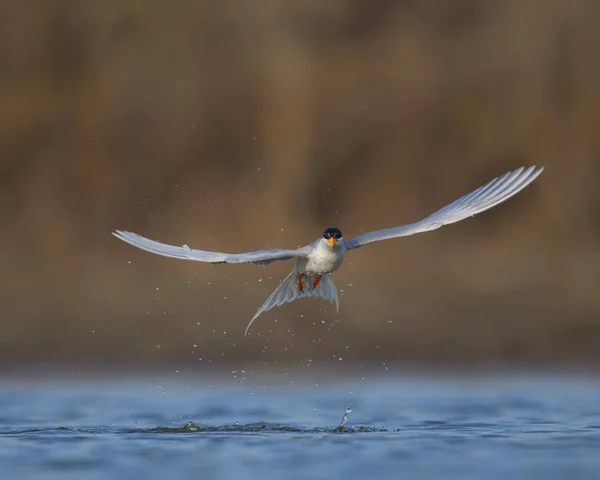 O rio tern — Fotografia de Stock