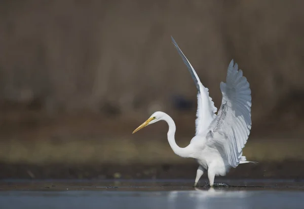 The Great White Egret — Stock Photo, Image