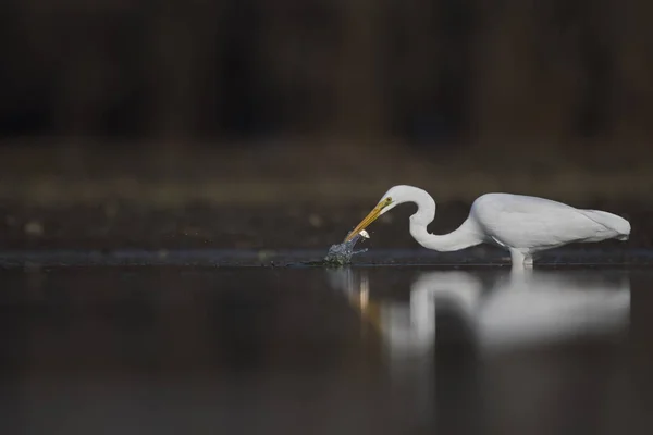 O Grande Egret Branco com peixe — Fotografia de Stock