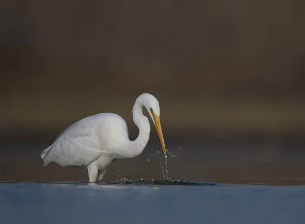 The Great White Egret — Stock Photo, Image