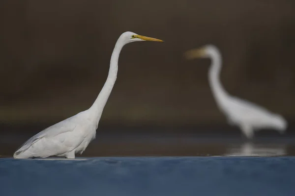 La grande aigrette blanche — Photo