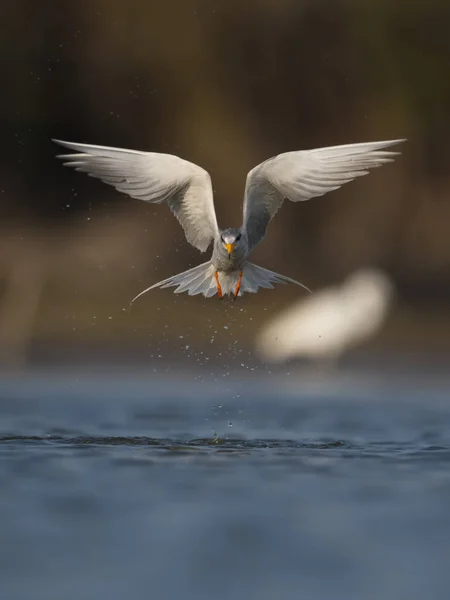 Den floden tärna — Stockfoto