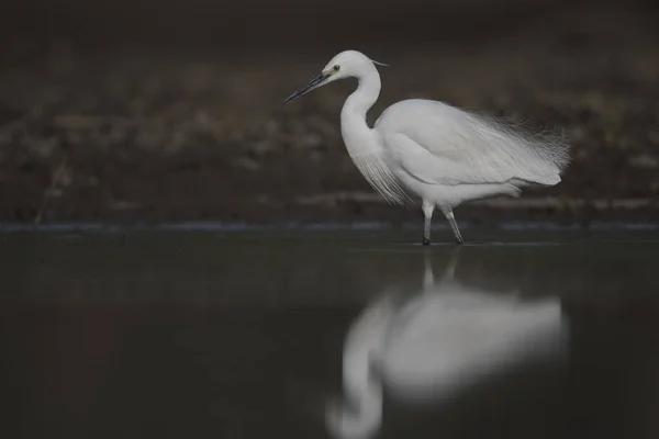 Pequeno Egret com peixe — Fotografia de Stock