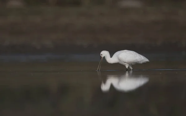 Spoonbill Pesca de manhã — Fotografia de Stock