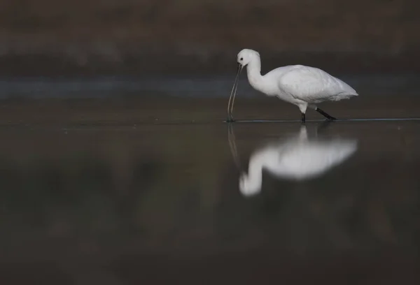 Spoonbill Fishing in the morning — Stock Photo, Image